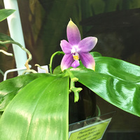 Phalaenopsis Juphan Junigou x Phal. violacea   
