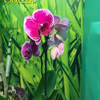 Phalaenopsis hybrida
