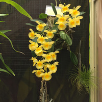 Dendrobium aggregatum
