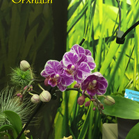 Phalaenopsis hybrid
