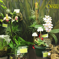 Paphiopedilum niveum  , Trichocentrum candidum  , Bulbophyllum blumei  , Phragmipedium  ,   
