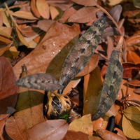Oeceoclades умелопрячутся в опавшей листве
