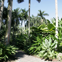 Пальмовый сад
