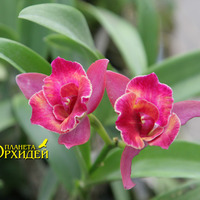 Выращивание орхидеи Каттлея гибридная