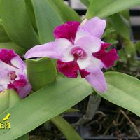 Выращивание орхидей