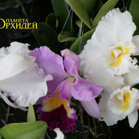 Уход за орхидеей Каттлея