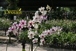 орхидея Дендробиум  гибридный