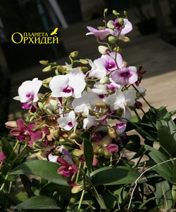 Выращивание Dendrobium phalaenopsis
