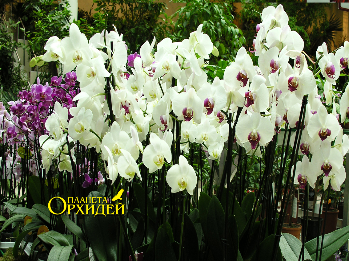 Инструкции по уходу за орхидеями