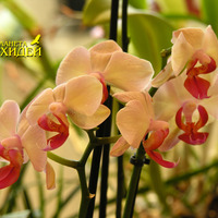 Выращивание орхидеи Фаленопсис