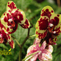 Уход и выращивание орхидеи Фаленопсис