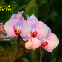 Орхидея мультифлора: описание и уход