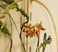 Phalaenopsis_amboinensis<br>