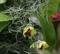 Phalaenopsis_bellina_(5)<br>
