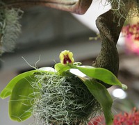Phalaenopsis_bellina_Borneo<br>