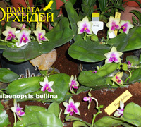 Phalaenopsis_bellina<br>