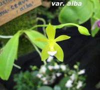 Phalaenopsis_cornu-cervi_ar._alba<br>