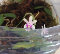 Phalaenopsis_deliciosa_(2)<br>