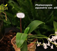 Phalaenopsis_equestris_var._alba<br>