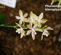 Phalaenopsis_hieroglyphica_(3)<br>