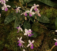 Phalaenopsis_lindenii_(4)<br>