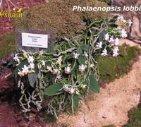 Phalaenopsis_lobbii<br>
