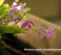 Phalaenopsis_lueddemanniana_(2)<br>