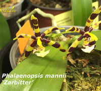 Phalaenopsis_mannii<br>