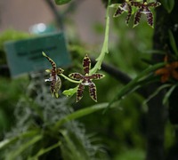 Phalaenopsis_pantherina_(2)<br>