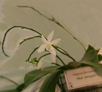 Phalaenopsis_tetraspis_(3)<br>