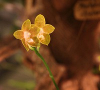 Phalaenopsis_venosa_(2)<br>