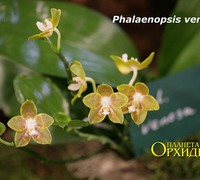 Phalaenopsis_venosa_(3)<br>