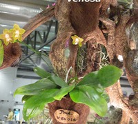 Phalaenopsis_venosa<br>