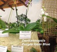 Doritaenopsi_Purple_Gem_Blue<br>
