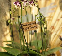 Phalaenopsis_Black_Timothy<br>