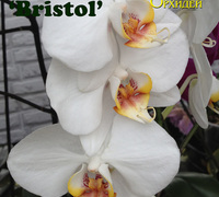 Phalaenopsis_Bristol<br>
