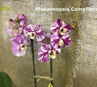 Phalaenopsis_Compilation<br>