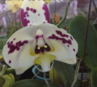 Phalaenopsis_Ever_Spring_Fairy<br>