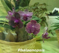 Phalaenopsis_I-Hsin_Spot<br>