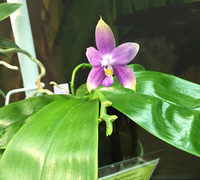 Phalaenopsis_Juphan_Junigou_x_Phal._violacea<br>