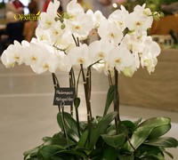 Phalaenopsis_Metropolitan<br>