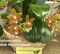 Phalaenopsis_Table_Masterpiece<br>