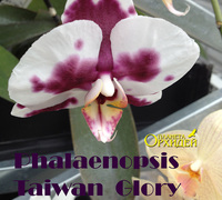 Phalaenopsis_Taiwan_Glory<br>
