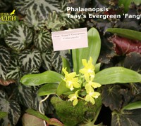 Phalaenopsis_Tsay's_Evergreen<br>