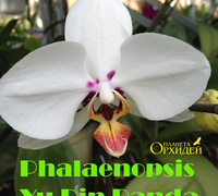 Phalaenopsis_Yu_Pin_Panda<br>