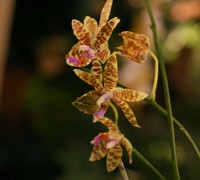 Phalaenopsis_amboinensis_x_hieroglyphica_(2)<br>