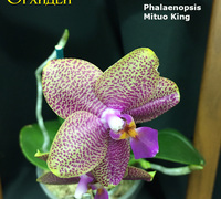 Phalenopsis_Mituo_King<br>