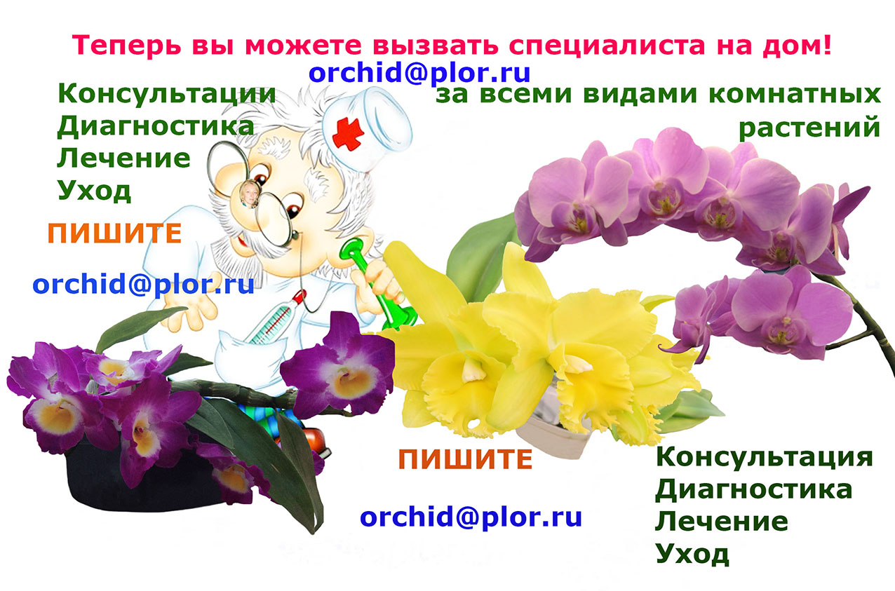 Вредные мошки в орхидее — как избавить любимый цветок от нашествия паразитов?